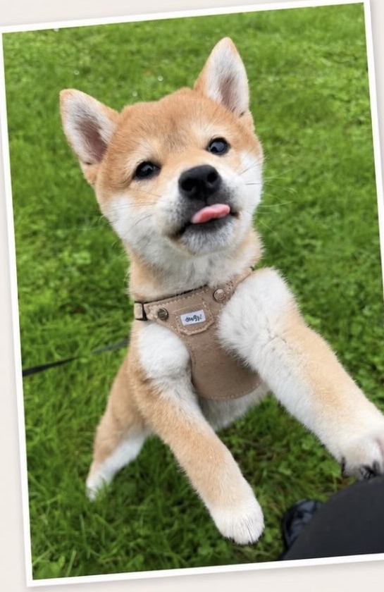 Chiot Shiba, promenades