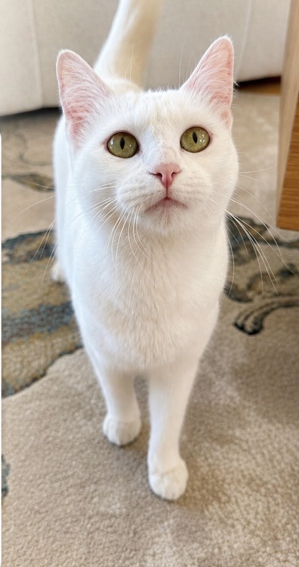 Pistache, cat-sitting