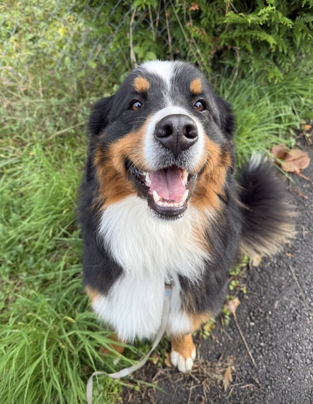 Chien en promenade