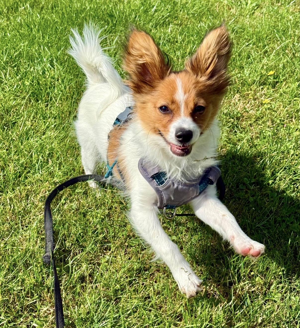 Chien en promenade