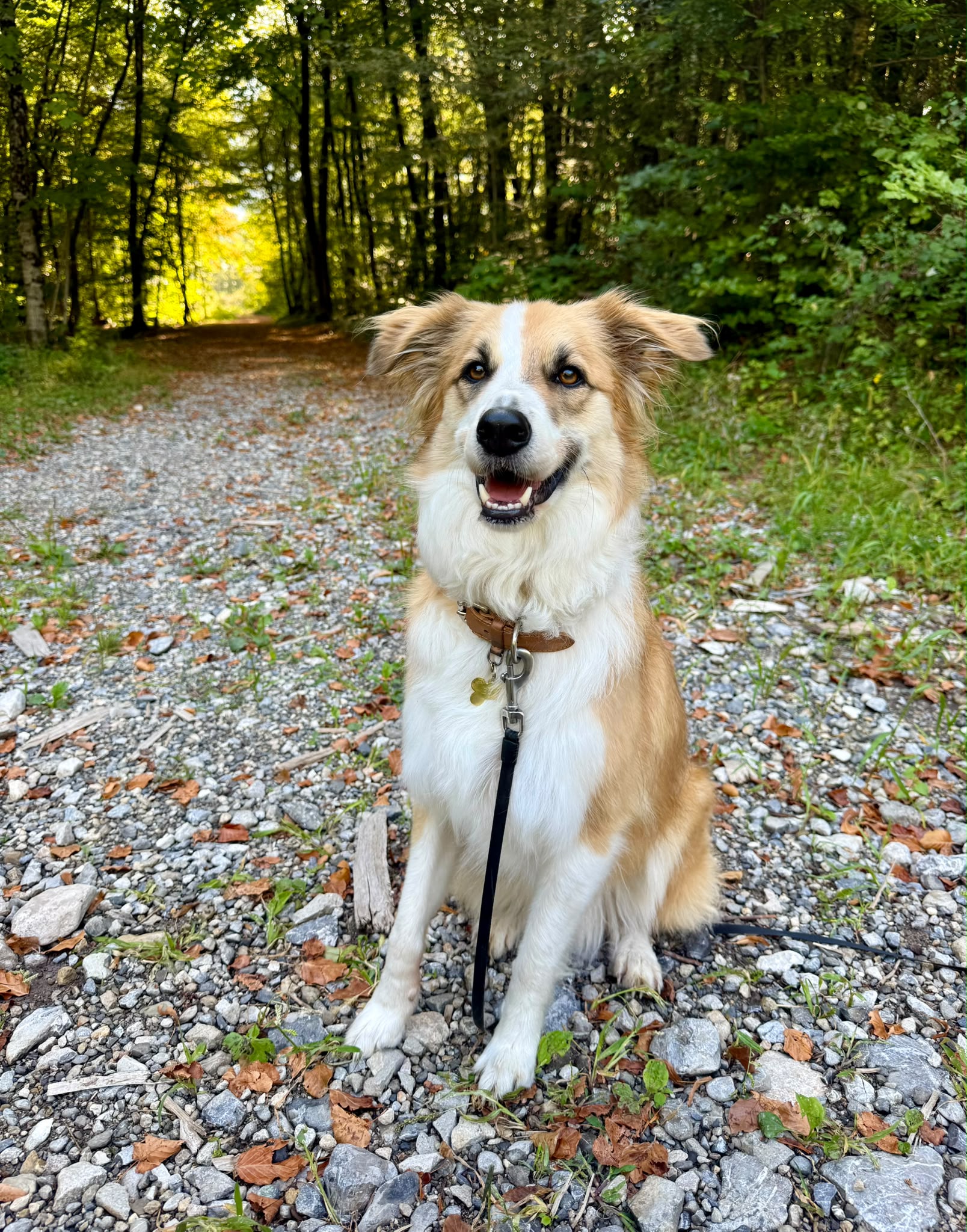 Chien en promenade