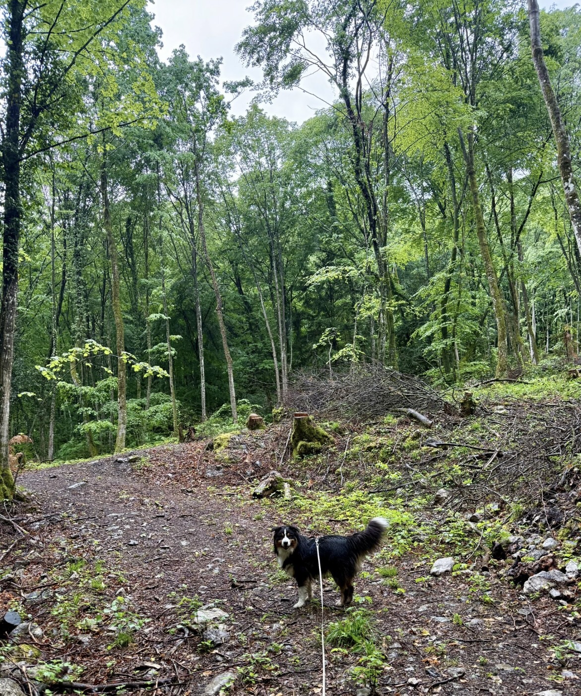 Promenade en forêt