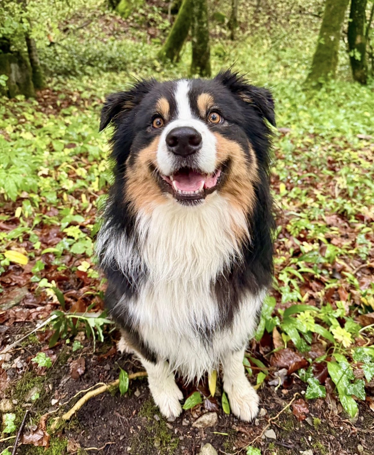 Chien en forêt