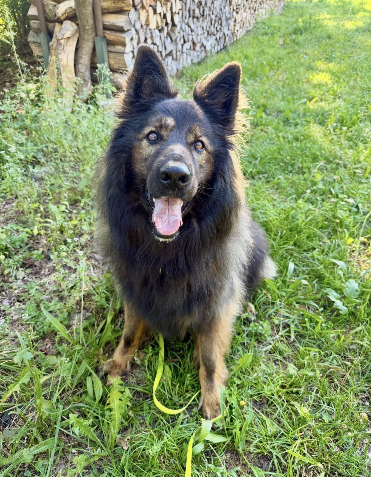 Chien en promenade