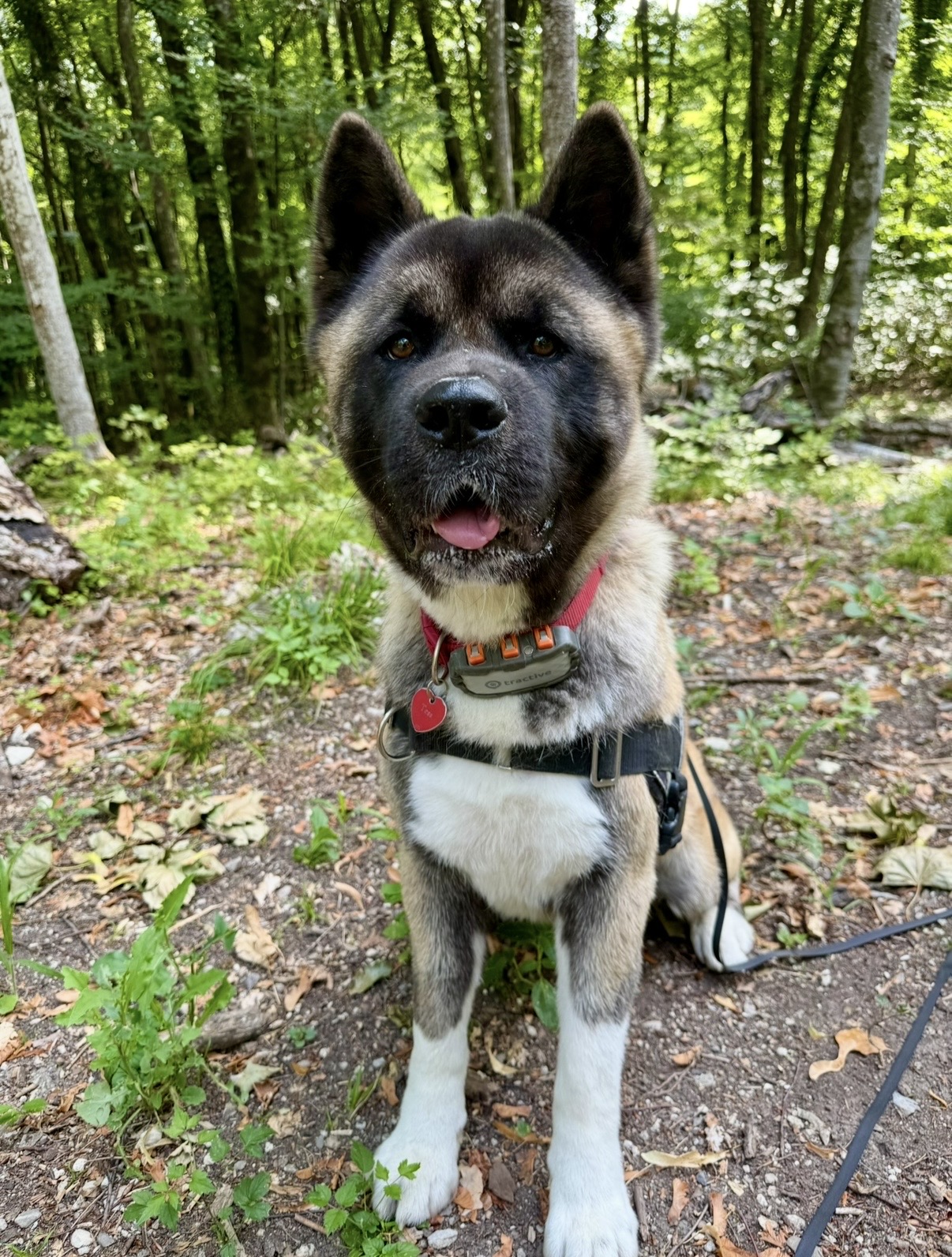 Chien en forêt