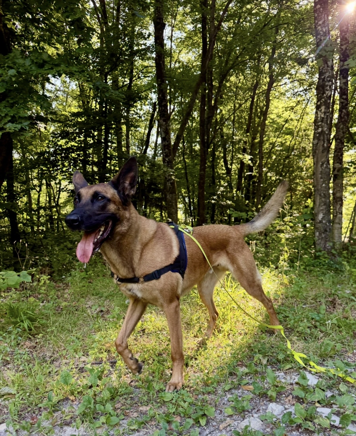 Chien en forêt